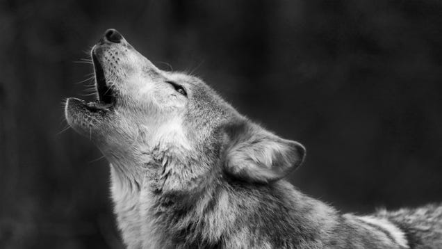 ​Why Dogs Howl