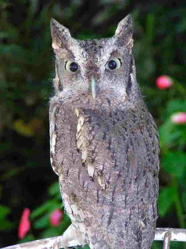 Bite me, truant Eastern Screech Owl