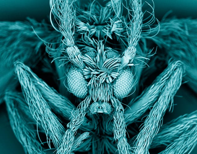 Can you guess the subject of this photo? (Hint: over half the US population consumes it every day.)