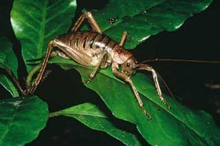 Why Nature Prefers a Small Man to Mate with a Big Woman