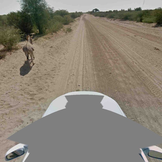 Google Street View Car Not Guilty of Donkey Murder