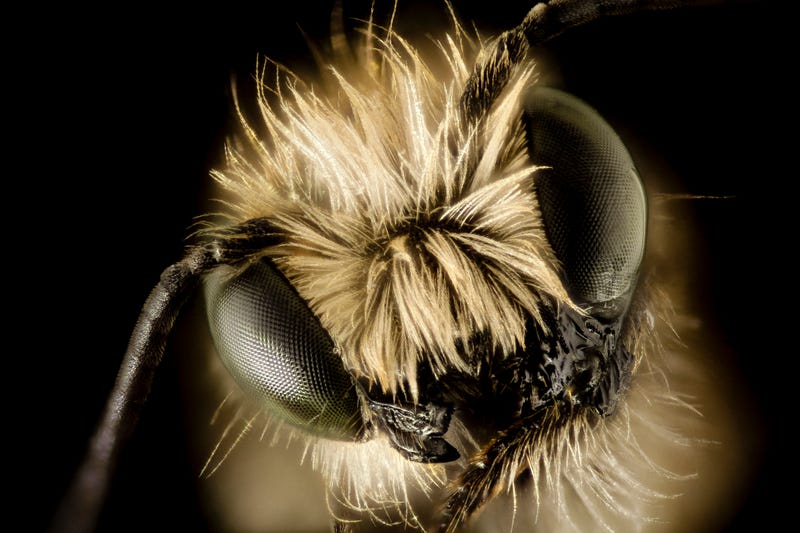 These Exquisite Bee Photographs Reveal Every Delicate Hair, Antenna, and Wing