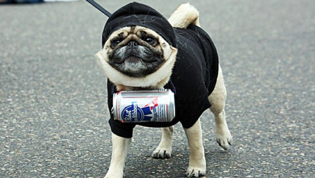 Highlights From "Puglandia," Oregon's Annual Pug Crawl