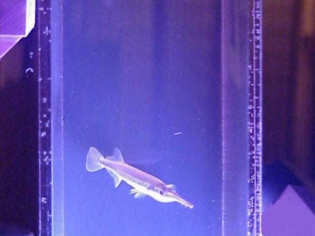 Fish Bridge Connects Two Aquariums; if Only Fish Were Smart Enough to Use it