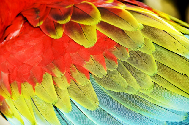Neon Bird Feathers Hold the Key to Colors That Never Fade