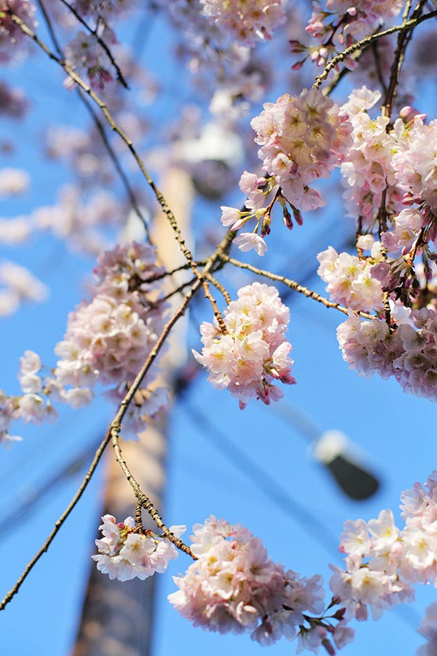 27 Serendipitous Shots Of Spring