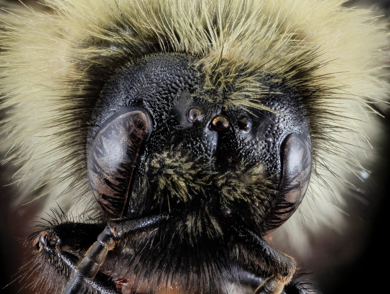 These Exquisite Bee Photographs Reveal Every Delicate Hair, Antenna, and Wing