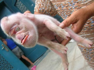 JJ Abrams Inspired by YouTube Video of "Crazy Pig with Monkey Face"