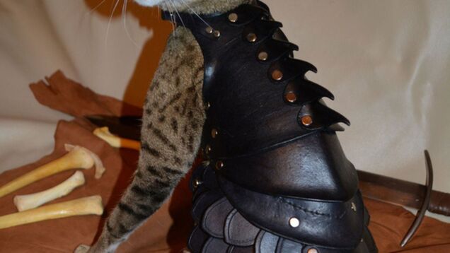 No Cat Is Complete Without A Set Of Leather Battle Armor