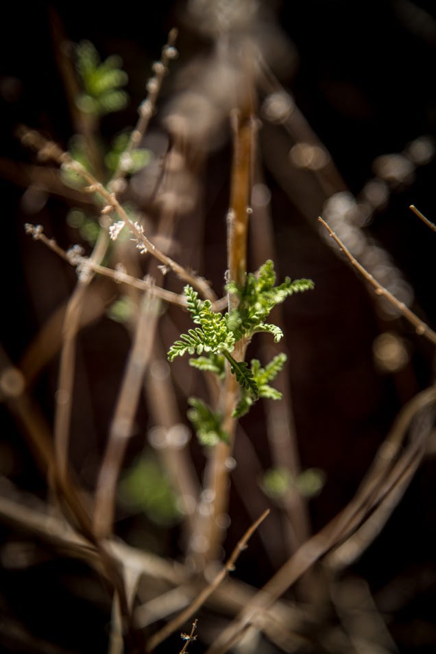 27 Serendipitous Shots Of Spring