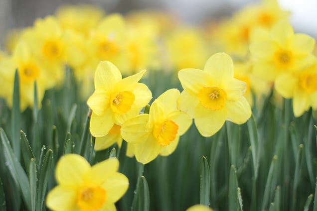 Shooting Challenge: Spring Gallery 2