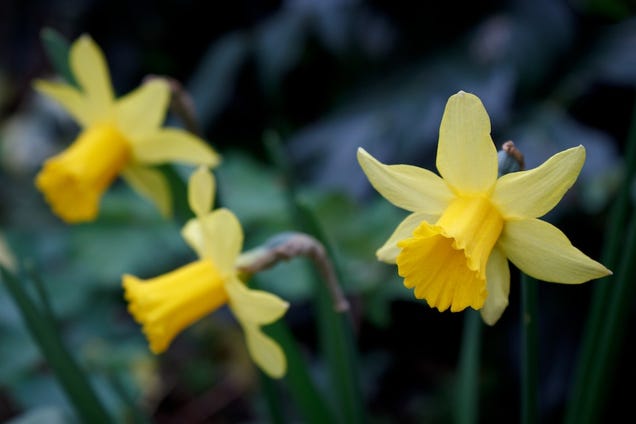 Shooting Challenge: Spring Gallery 3