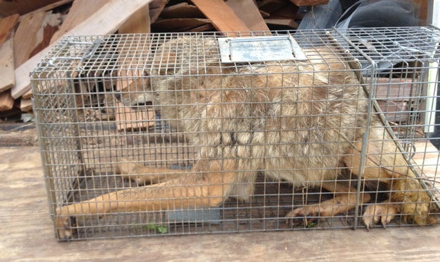 Animal Planet Cages Sick &quot;Wild&quot; Coyote to Make its Stupid Fake Show