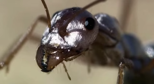 Una hormiga plateada aporta la clave para nuevos materiales aislantes