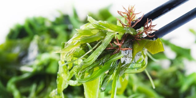 From Ice Cream to Toothpaste: Seaweed's Hidden Uses