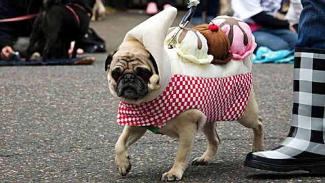 Highlights From "Puglandia," Oregon's Annual Pug Crawl