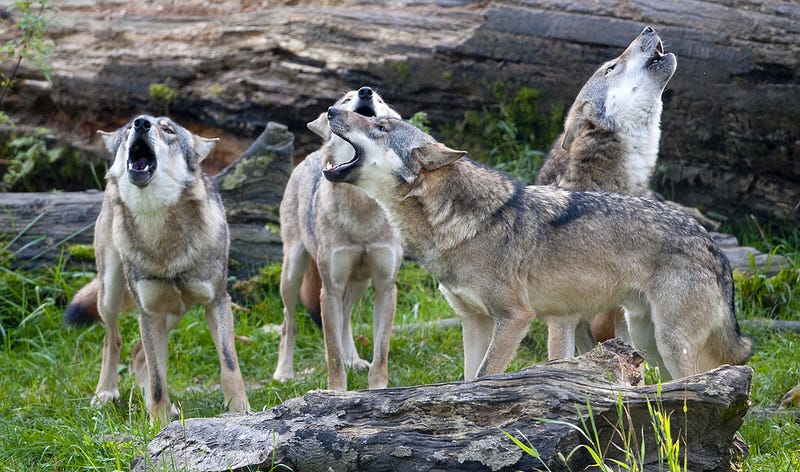 Descubren que los aullidos de los lobos tienen varios dialectos y hasta 21 mensajes diferentes
