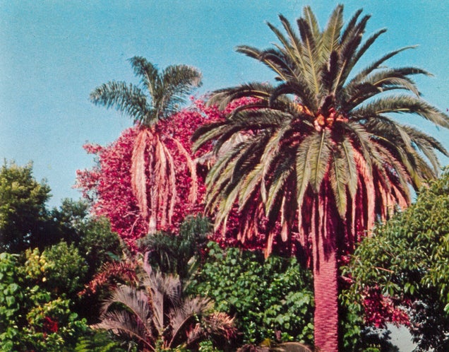 Disneyland Grew Around This 118-Year-Old Palm Tree