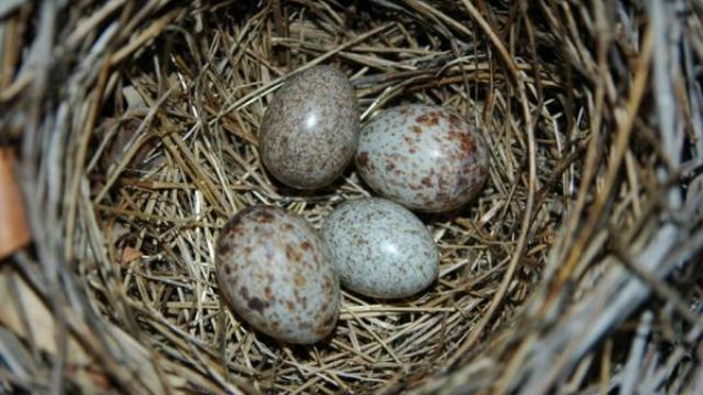 timenet milnet cuckoos egg