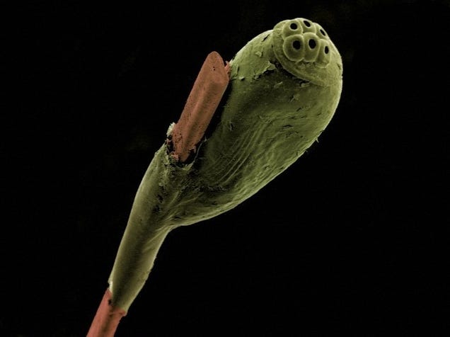The Strange Stories Behind the Year's Best Scientific Images