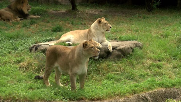 Woman Banned From Zoo for Climbing Barrier, Feeding Cookies to Lions