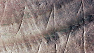 ​Engravings On A Shell Made 300,000 Years Before Humans Evolved