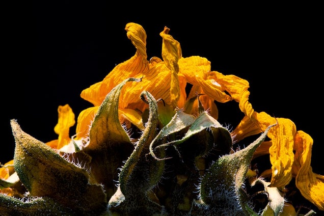 58 Giant Close-Ups Of Plants