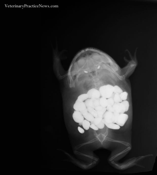 X-rays of the weird things that vets find inside pets