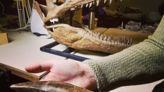 This T-Rex fossil is the first dinosaur ever to fly to space*