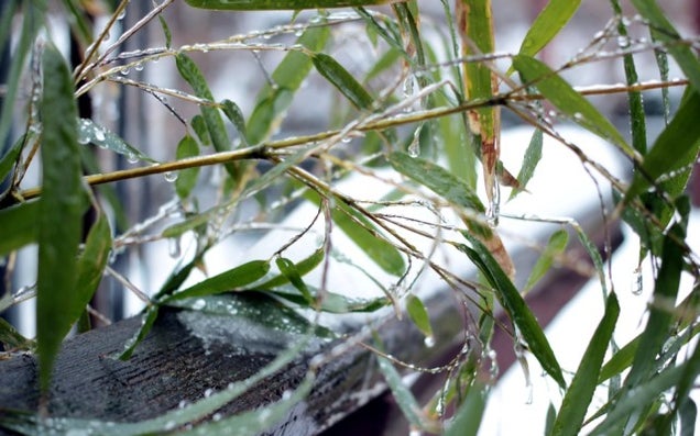 14 Frozen Photos Of The Polar Vortex