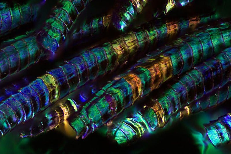 Amazing Photographs Capture the Microscopic Iridescence of Peacock Feathers