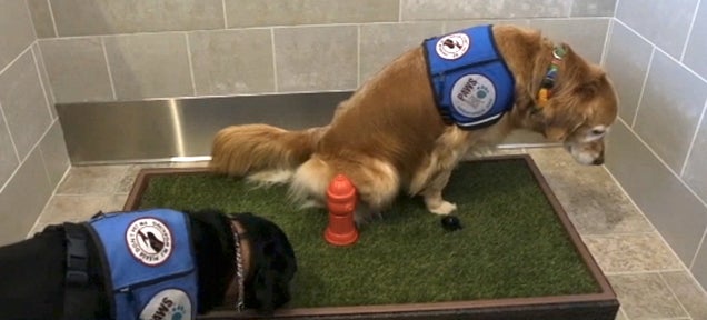 Detroit's Airport Just Installed a $75,000 Indoor Dog Bathroom