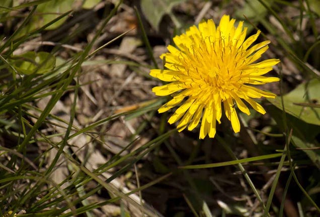 Shooting Challenge: Spring Gallery 2