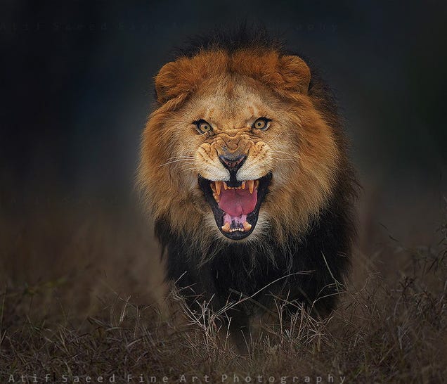 Esta aterradora foto de naturaleza casi le cuesta la vida a su autor