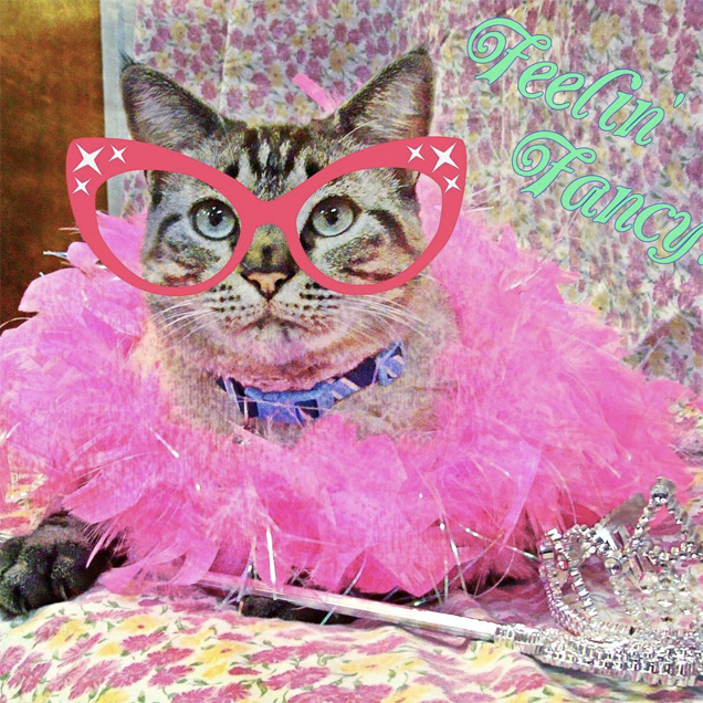 Texas Library Cat Ousted From Office by "Kitty-Hating" City Hall