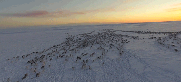 Seeing the Migration of Thousands of Reindeers in the Winter Is Totally Majestic