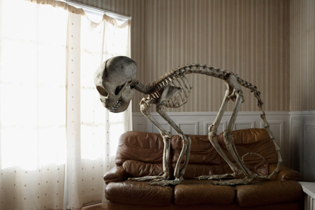 How did this giant animal skeleton get into a nice suburban home?