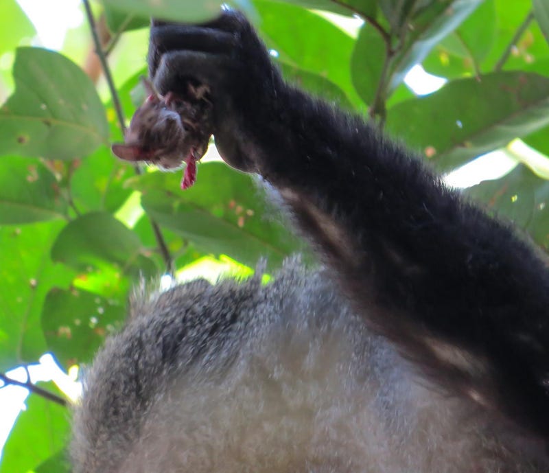 African Monkeys Caught Eating Bats For the First Time