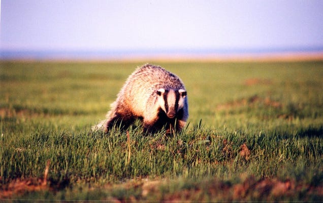 Monday Mustelid - Meles Leucurus Edition