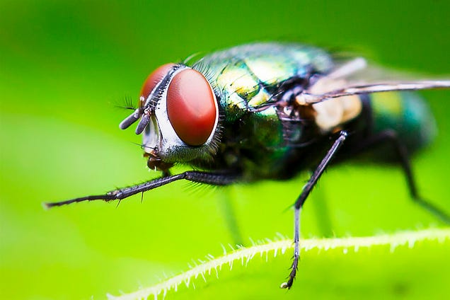 75 Close-Ups Of Bugs