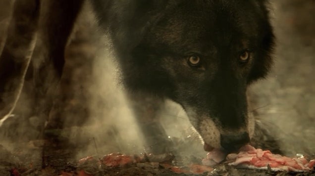 Hemlock Grove has fantastic werewolves, but its story lacks bite