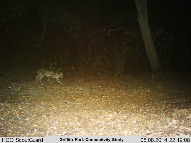 Los Angeles's Celebrity Mountain Lion is Recovering from Rat Poison