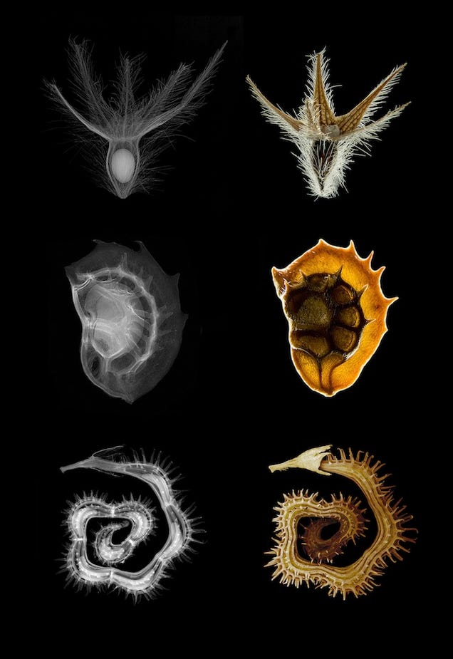 The Year's Best Visualizations of Scientific Concepts
