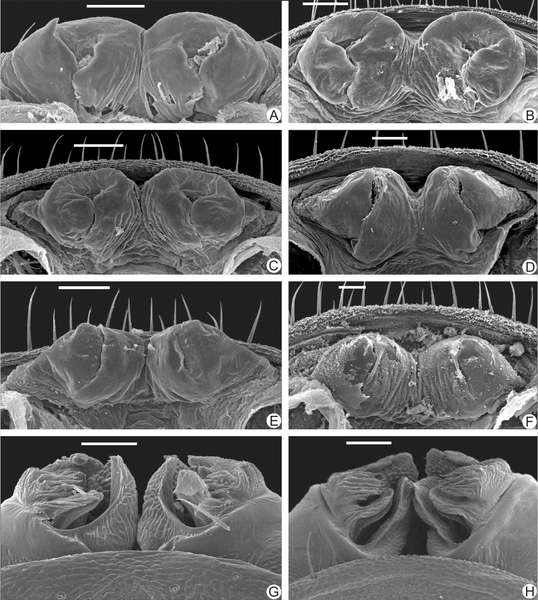 These Eight New Whip-Wielding Spiders Will Haunt Your Nightmares