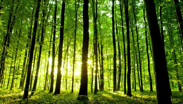 La deforestación acelera: solo quedan 422 árboles por cada ser humano