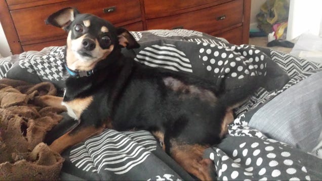 Help my itchy chihuahua!