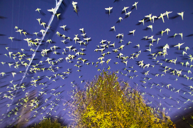 Feral Parrots of Tokyo Are a Spooky Presence Flocking Above