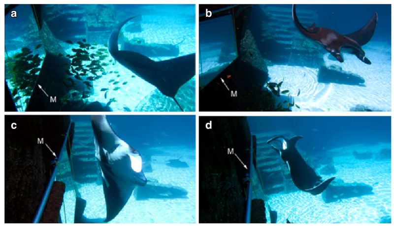 Watch Out Humans, Manta Rays May Be Self-Aware