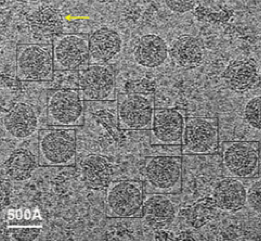We Finally Know What the Zika Virus Actually Looks Like