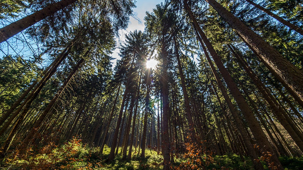 Decline in trees on earth since humans started tilling land